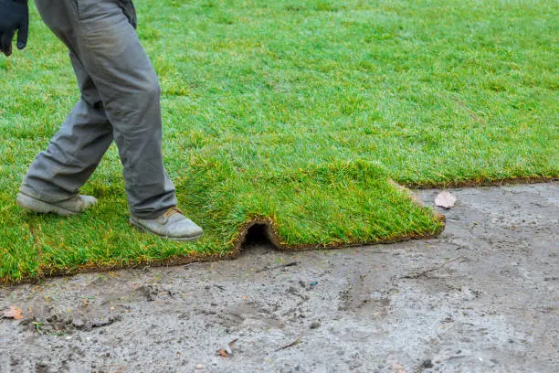 How long after installing sod can you walk on it Quincy, MA