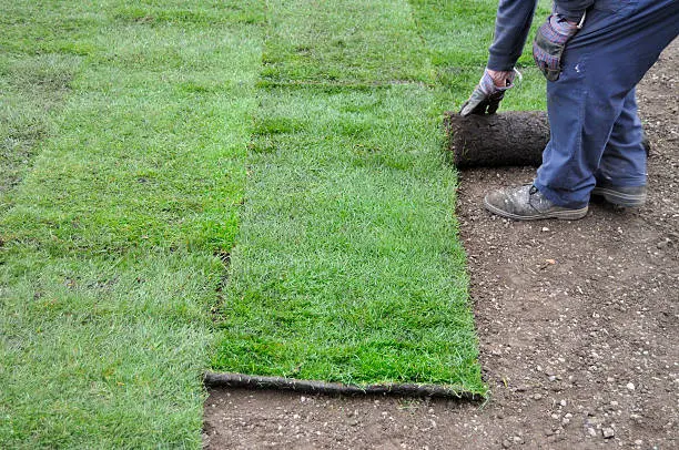 How long after installing sod can you walk on it in Quincy, MA