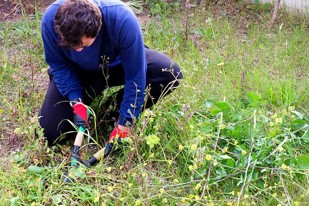 How to clear a yard full of weeds in Quincy, MA