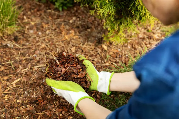 What does mulch do in Quincy, MA